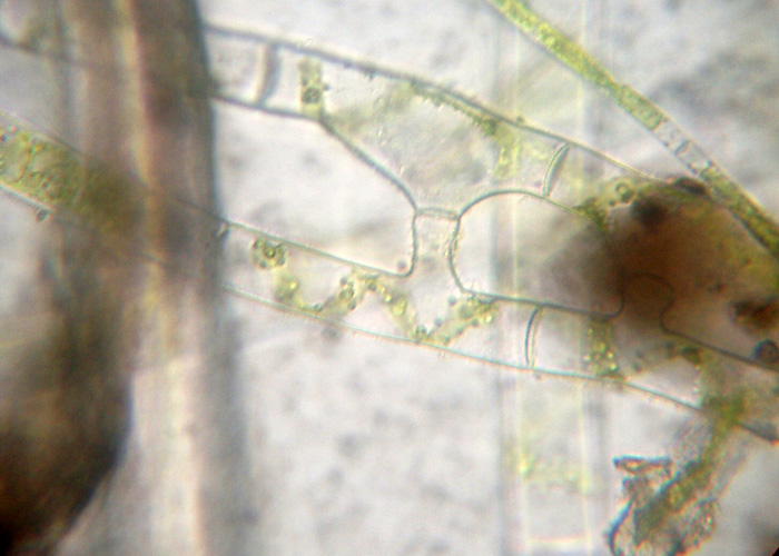 Azzardo: Spirogyra varians....?